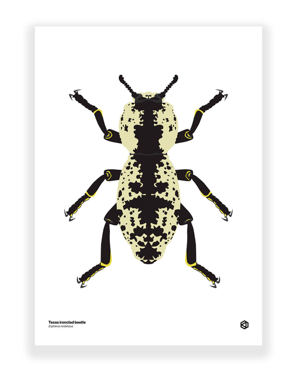 Texas Ironclad Beetle (Zopherus nodulosus)