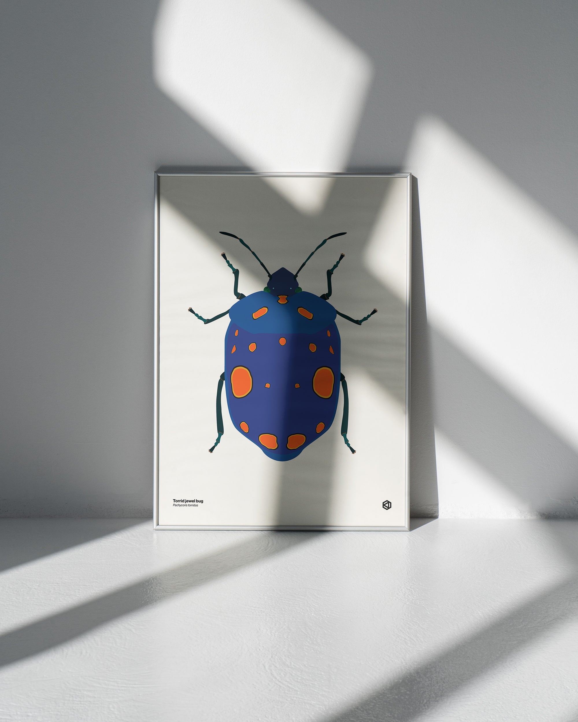 Torrid Jewel Bug (Pachycoris torridus) scientific illustration poster