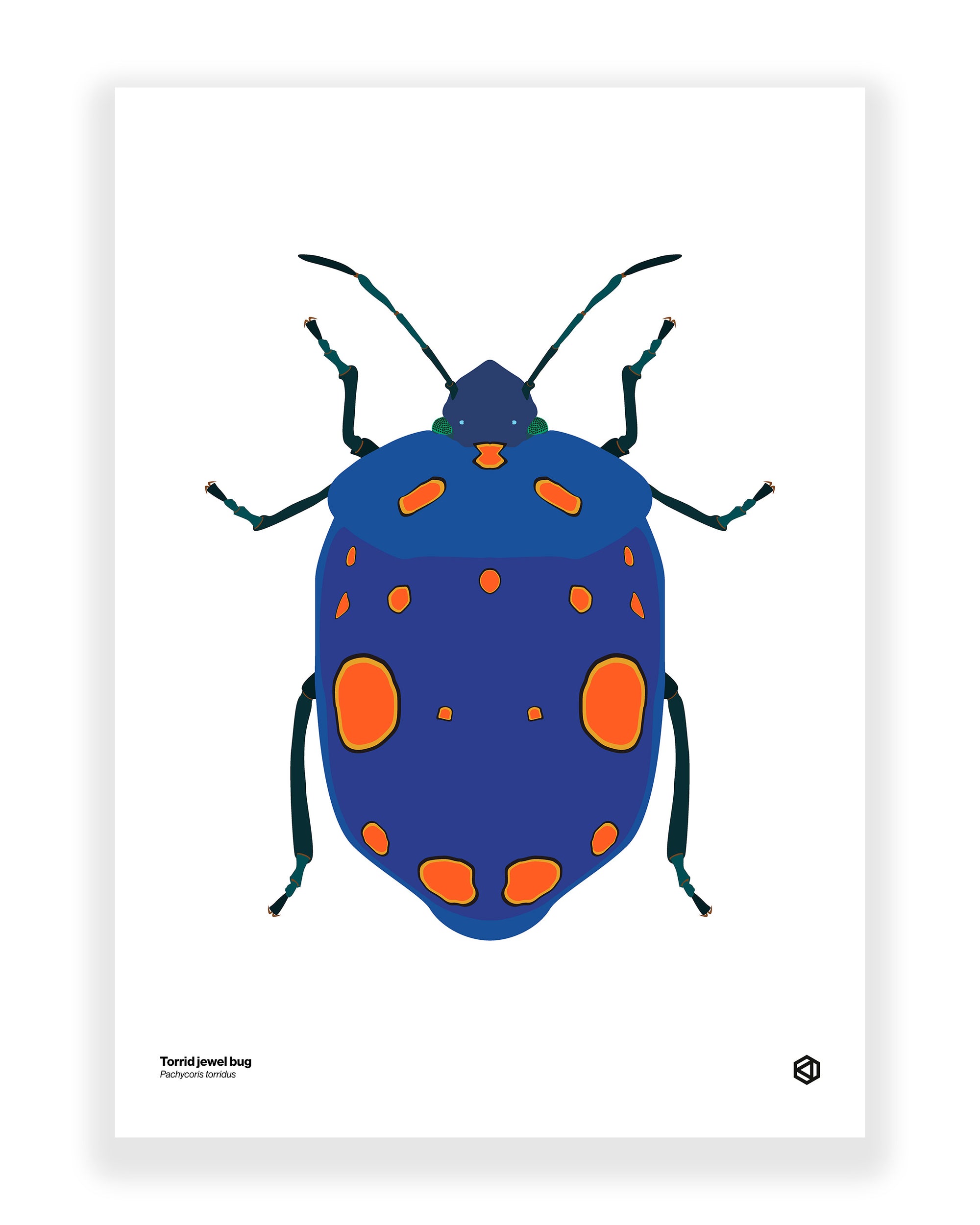 Torrid Jewel Bug (Pachycoris torridus)