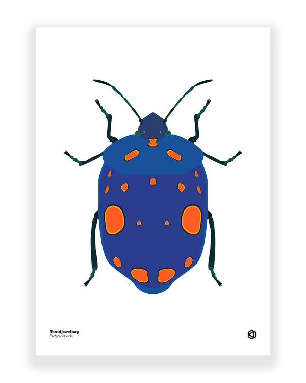 Torrid Jewel Bug (Pachycoris torridus)