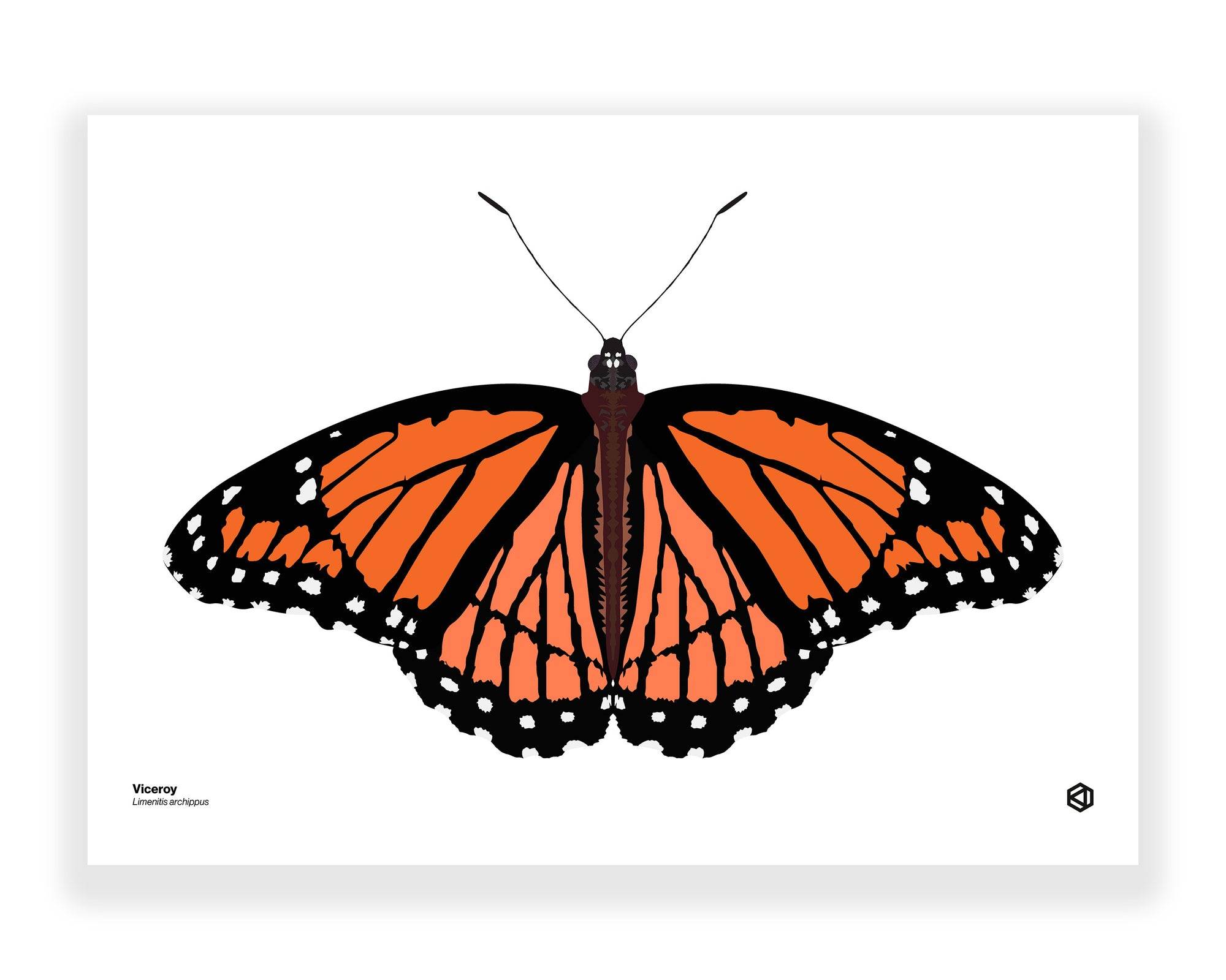Butterfly - Viceroy (Limenitis archippus)