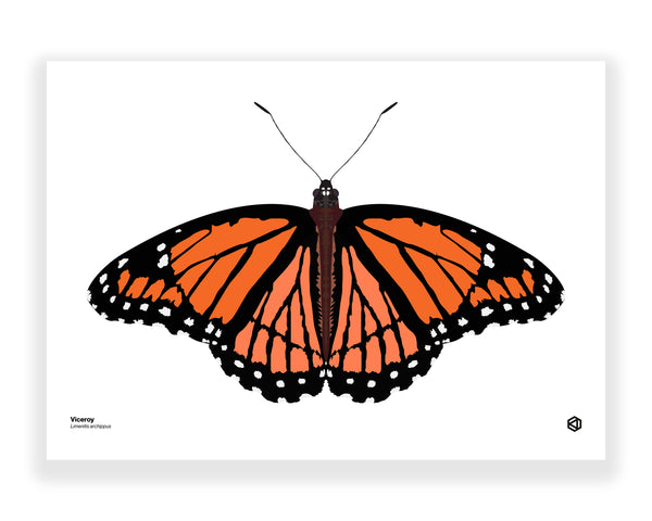 Butterfly - Viceroy (Limenitis archippus)