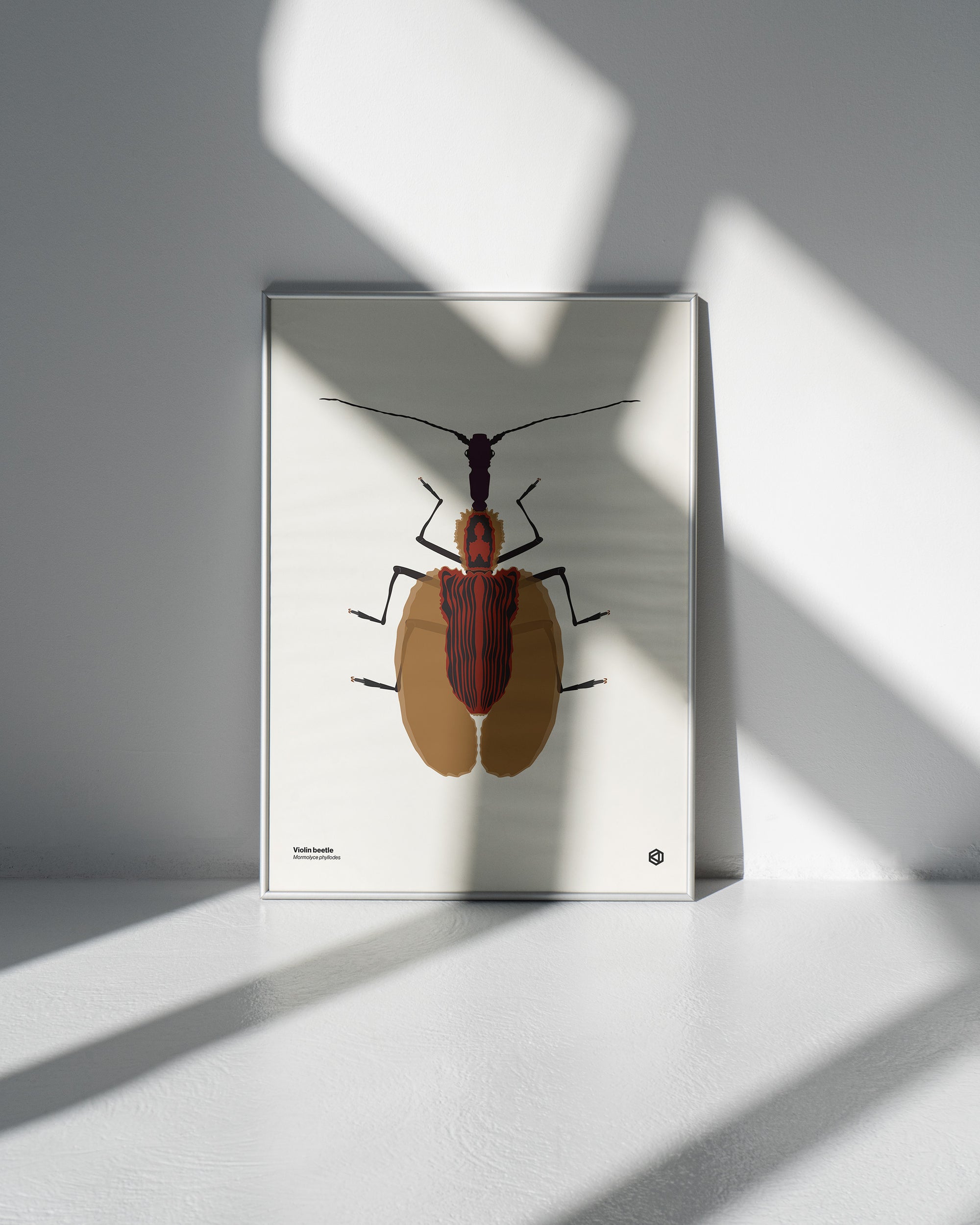 Violin Beetle (Mormolyce phyllodes) scientific illustration poster