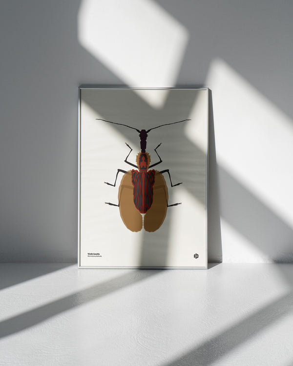 Violin Beetle (Mormolyce phyllodes) - natural history illustration - Bugs series art print