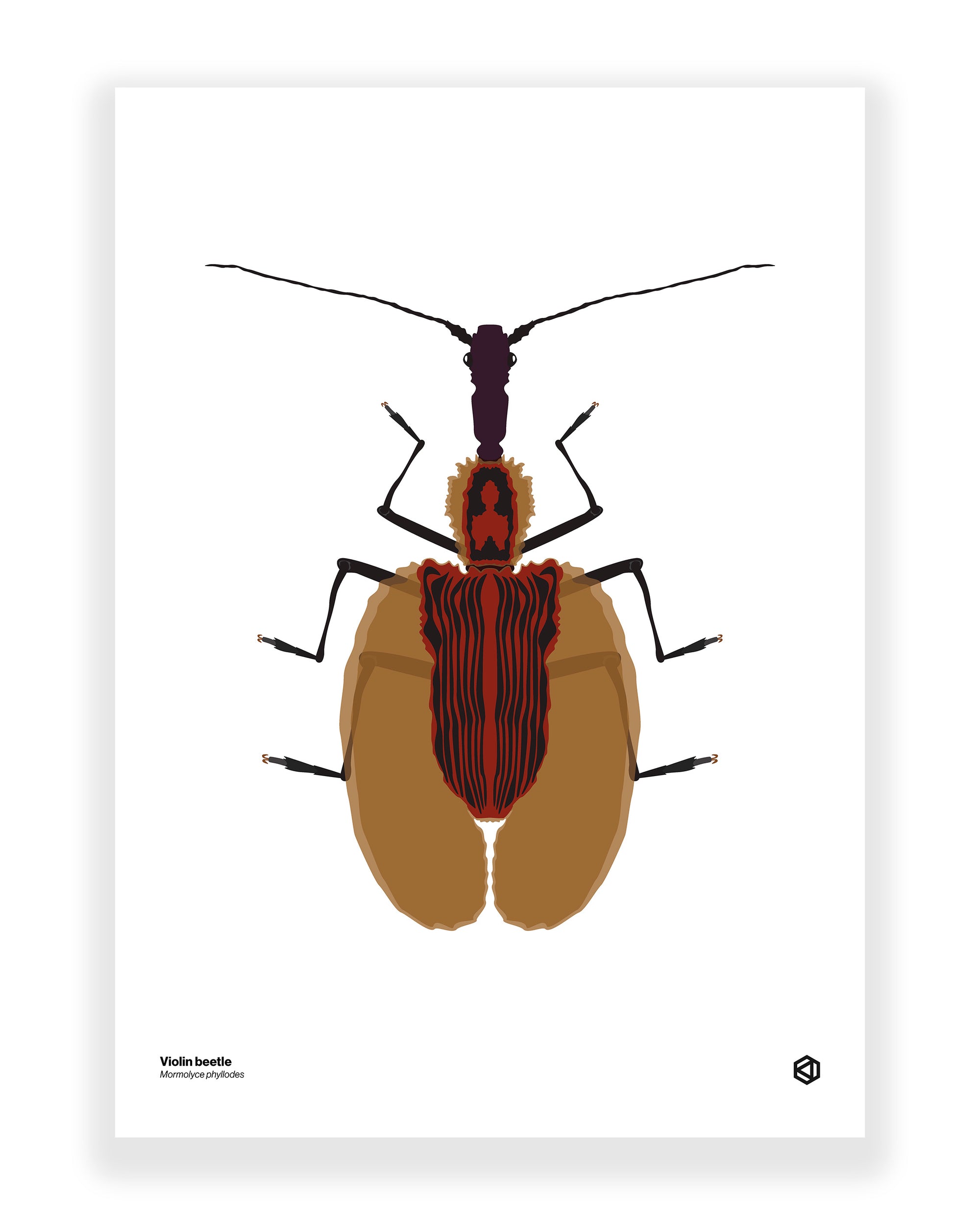 Violin Beetle (Mormolyce phyllodes)