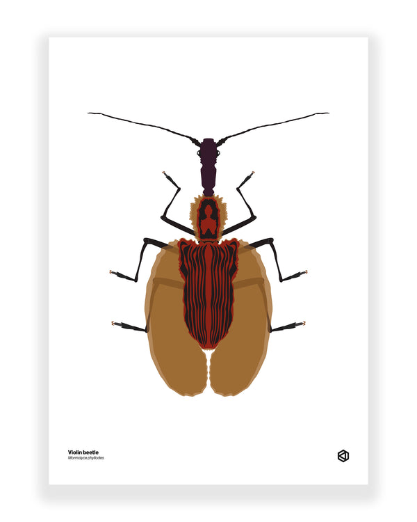 Violin Beetle (Mormolyce phyllodes)