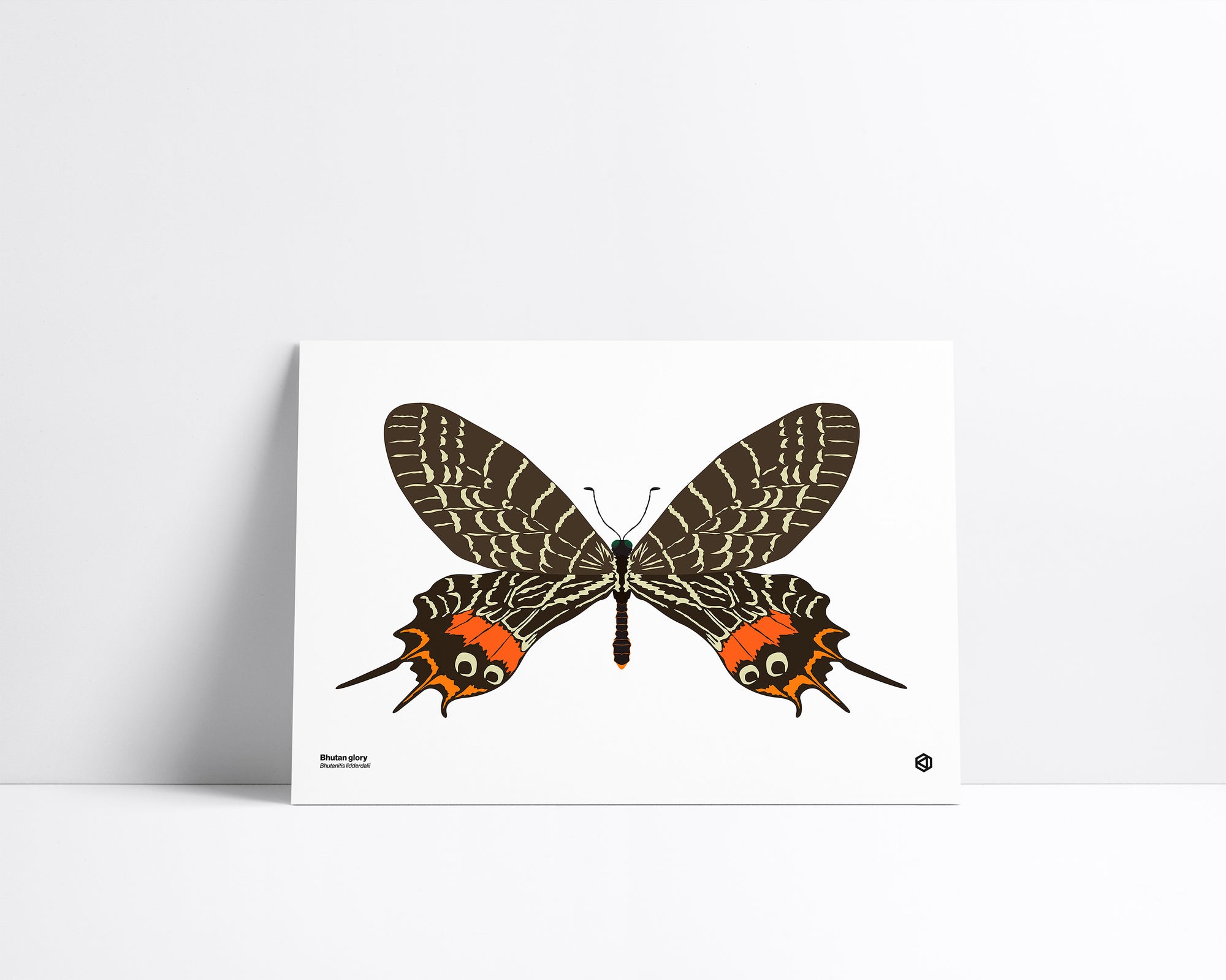 Butterfly – Bhutan Glory (Bhutanitis lidderdalii) print – orange, black, and cream swallowtail butterfly with long tails, native to the Himalayas.