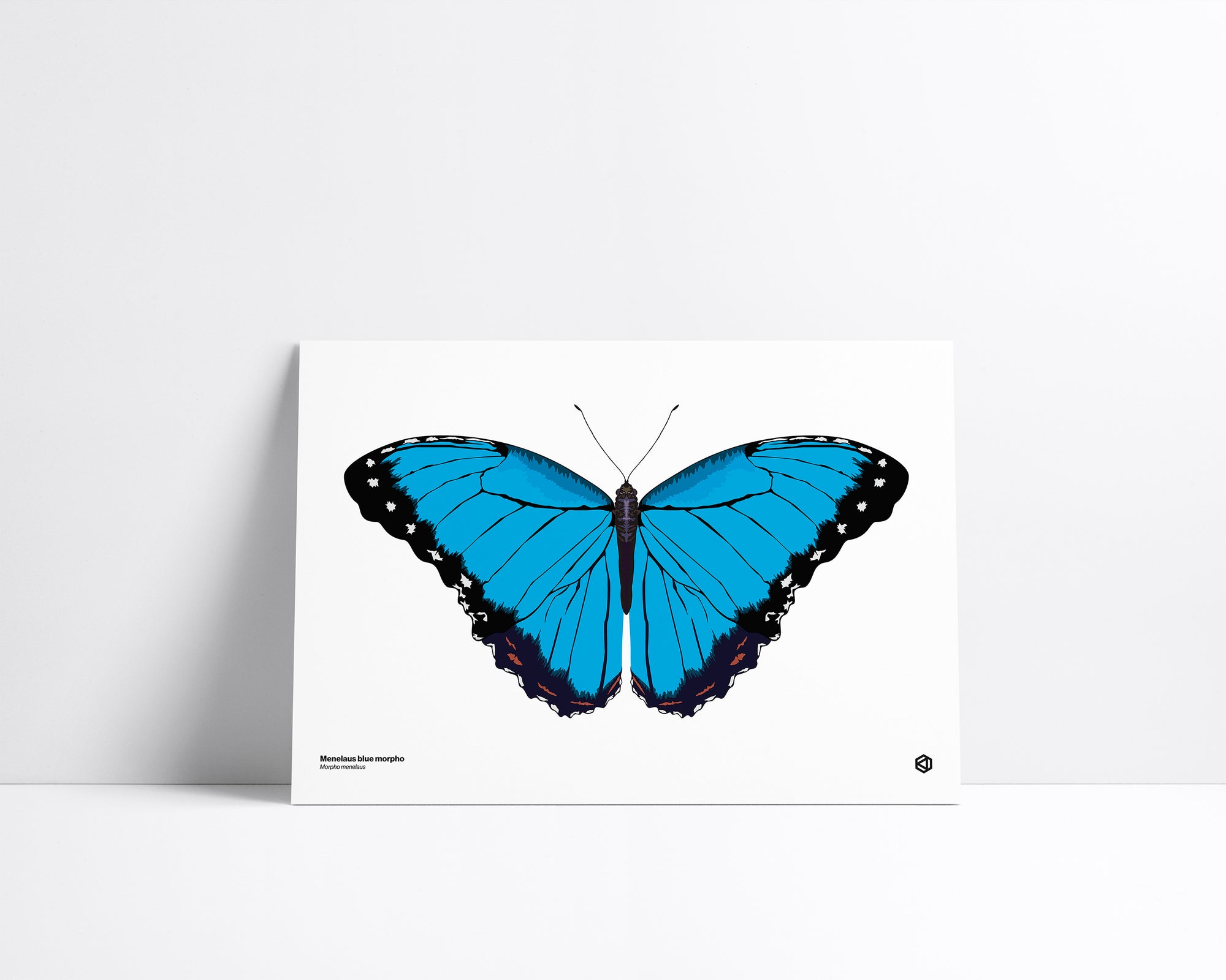 Butterfly – Blue Morpho (Morpho menelaus) print – metallic blue butterfly with black wing edges from tropical Central and South America.
