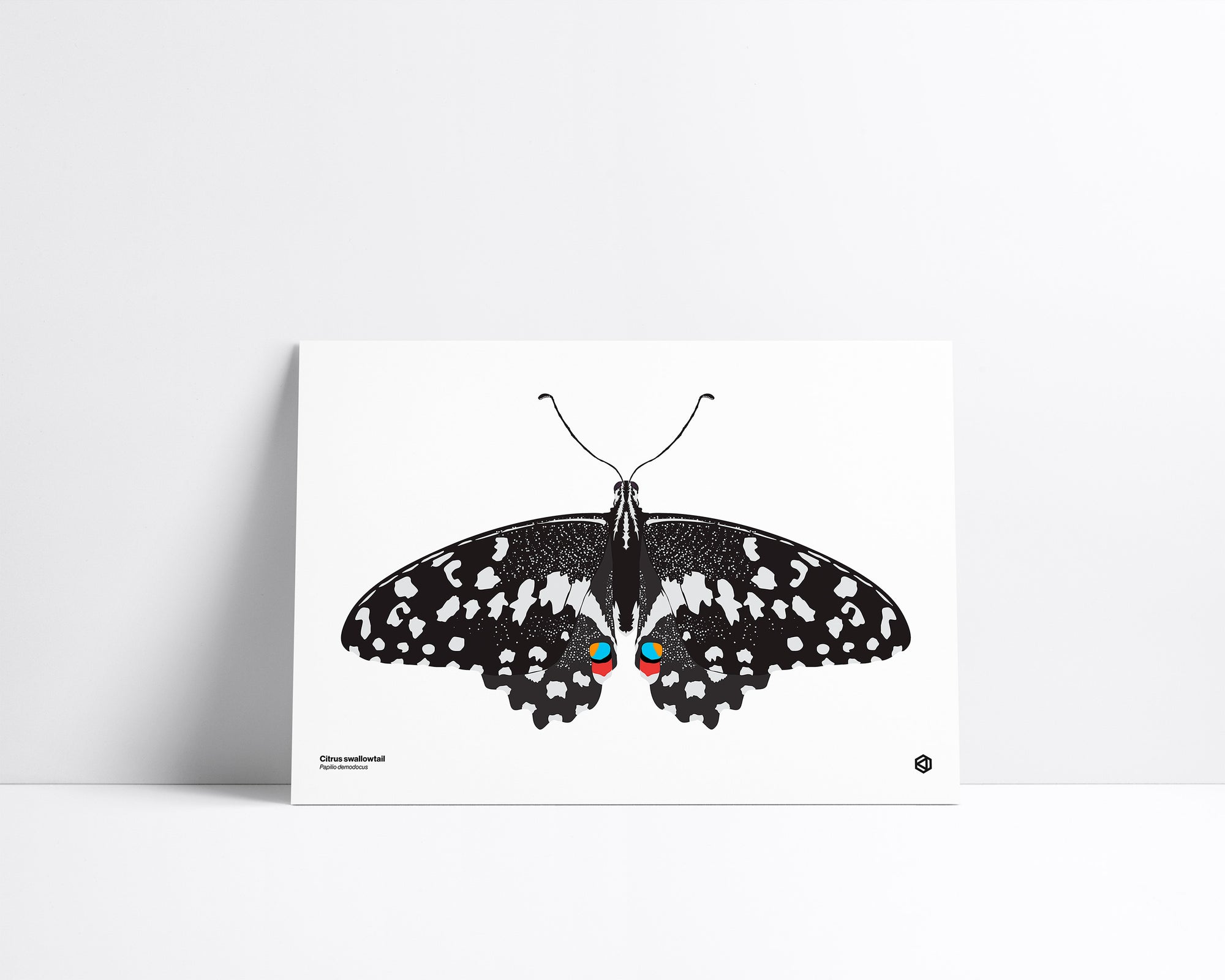 Butterfly – Citrus Swallowtail (Papilio demodocus) print – black and cream butterfly with orange and blue hindwing markings, native to Africa and Madagascar.