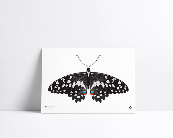 Butterfly – Citrus Swallowtail (Papilio demodocus) - natural history illustration - Bugs series art print