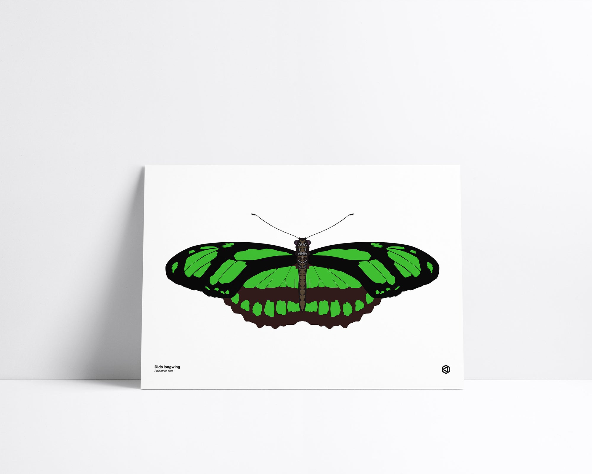 Butterfly – Dido Longwing (Philaethria dido) print – green and black butterfly from tropical South America with narrow, glassy wings.
