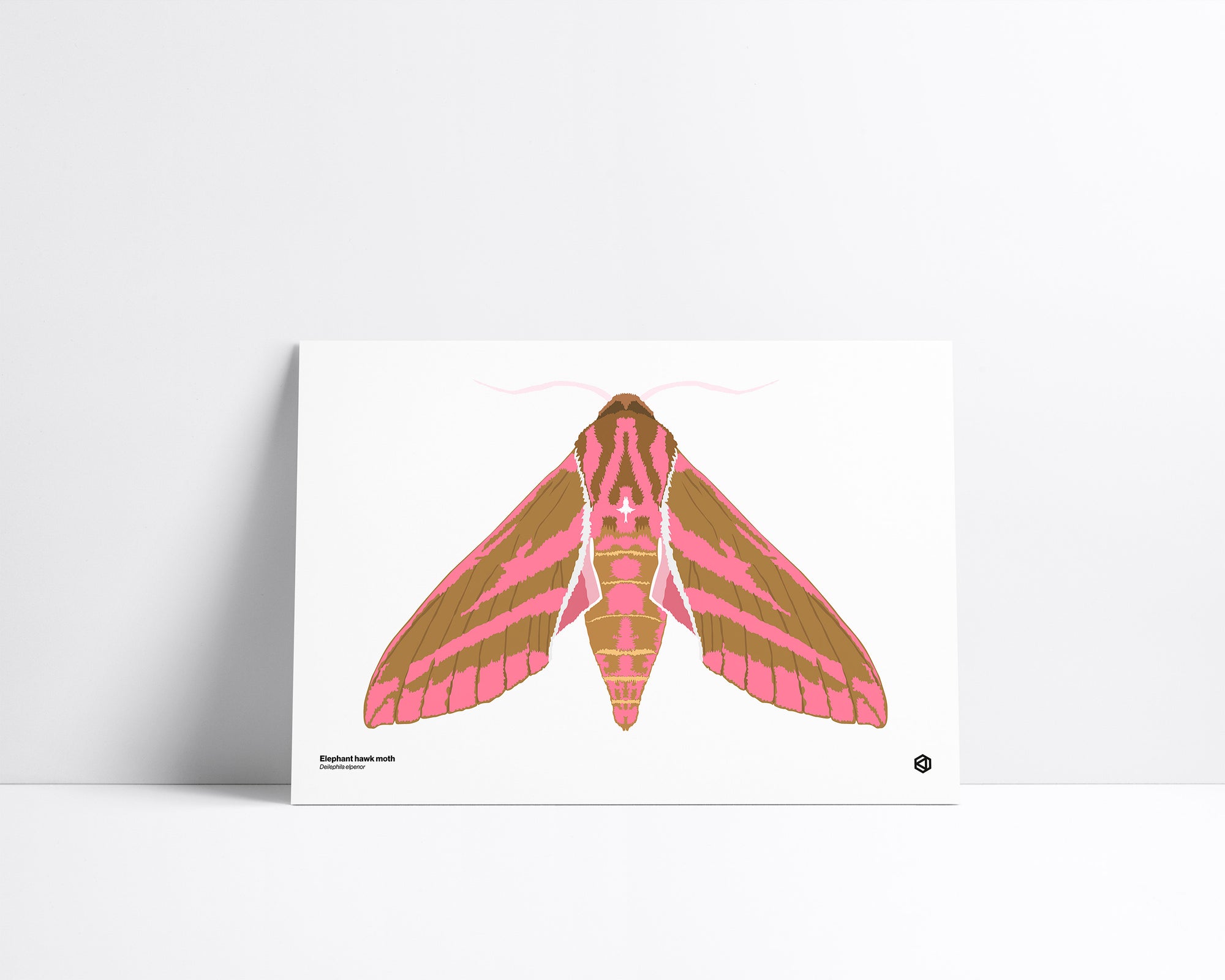 Moth – Elephant Hawk Moth (Deilephila elpenor) print – pink and olive moth with long wings and distinctive pattern, native to Europe and Asia.