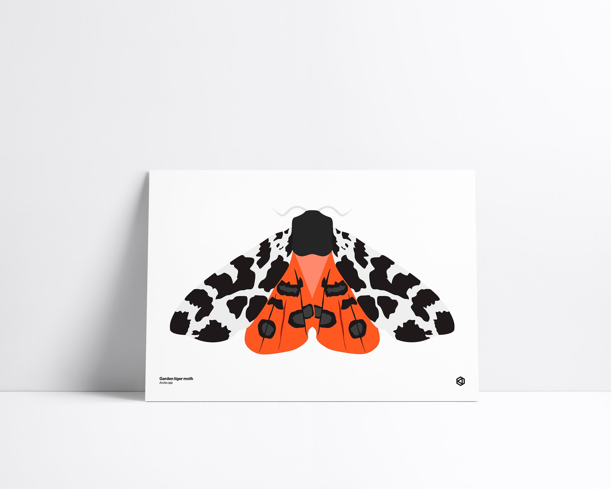Moth – Garden Tiger Moth (Arctia caja) print – bright orange and black moth with spotted hindwings, native to Europe, Asia, and North America.