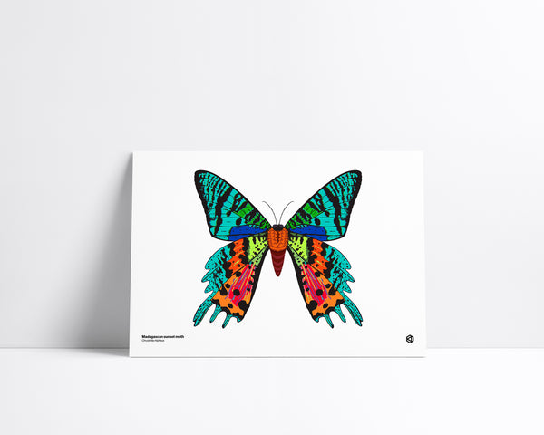 Moth – Madagascan Sunset Moth (Chrysiridia rhipheus) - natural history illustration - Bugs series art print