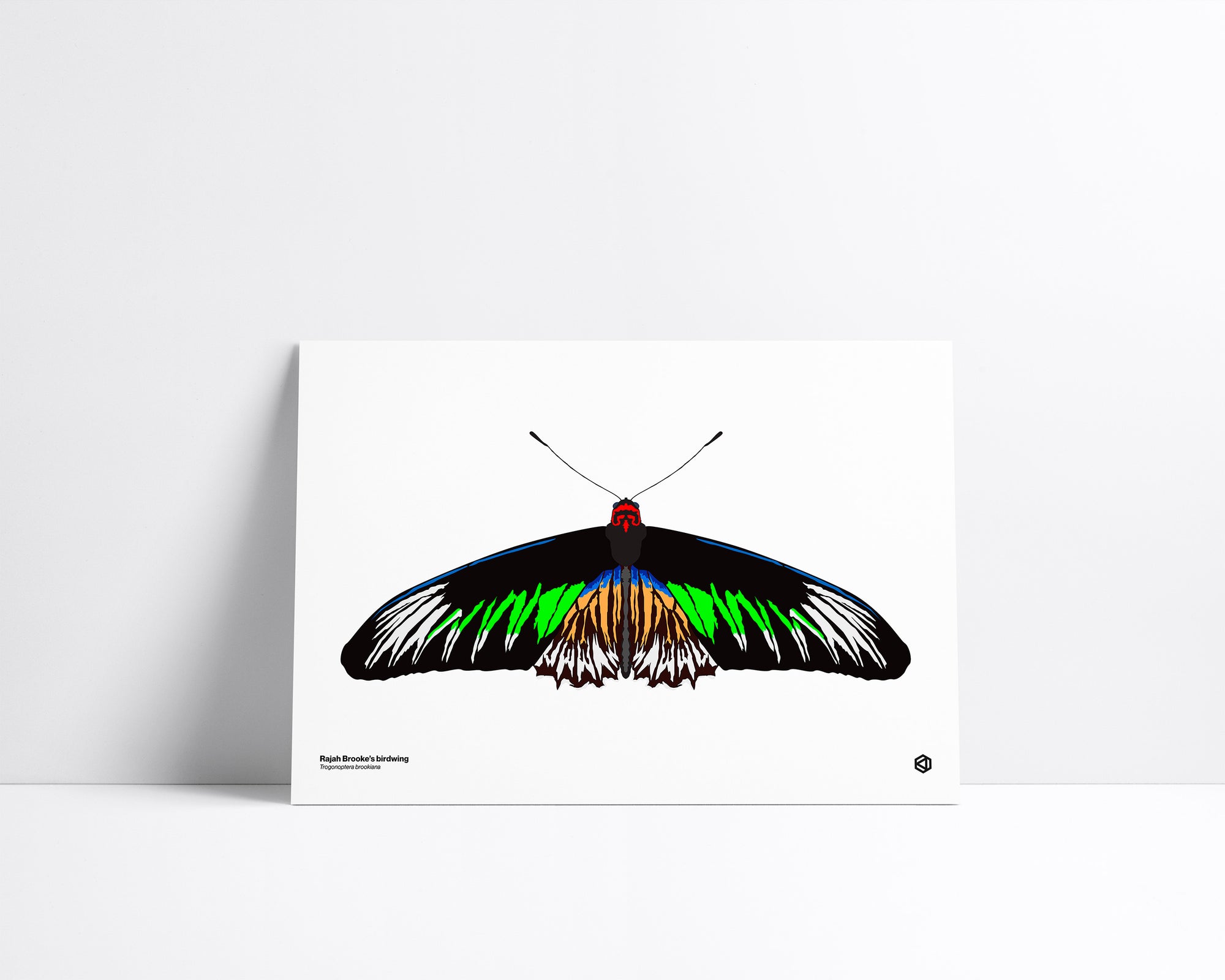 Butterfly – Rajah Brooke’s Birdwing (Trogonoptera brookiana) print – large tropical butterfly with bright green streaks and black wings from Southeast Asia.