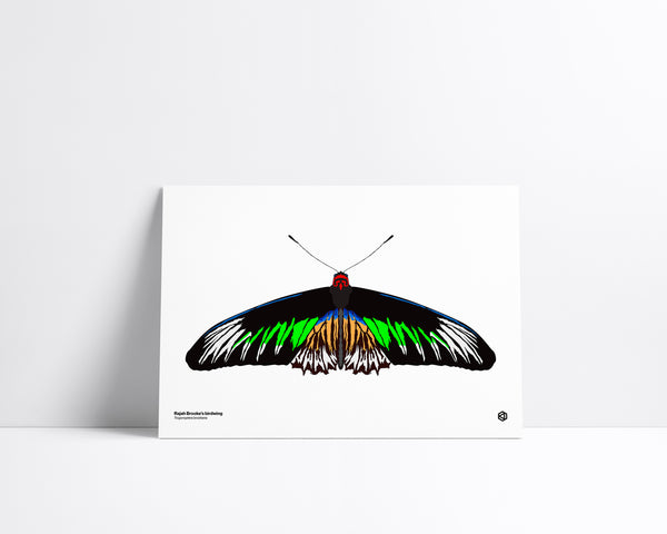Butterfly - Rajah Brooke’s Birdwing (Trogonoptera brookiana) - natural history illustration - Bugs series art print