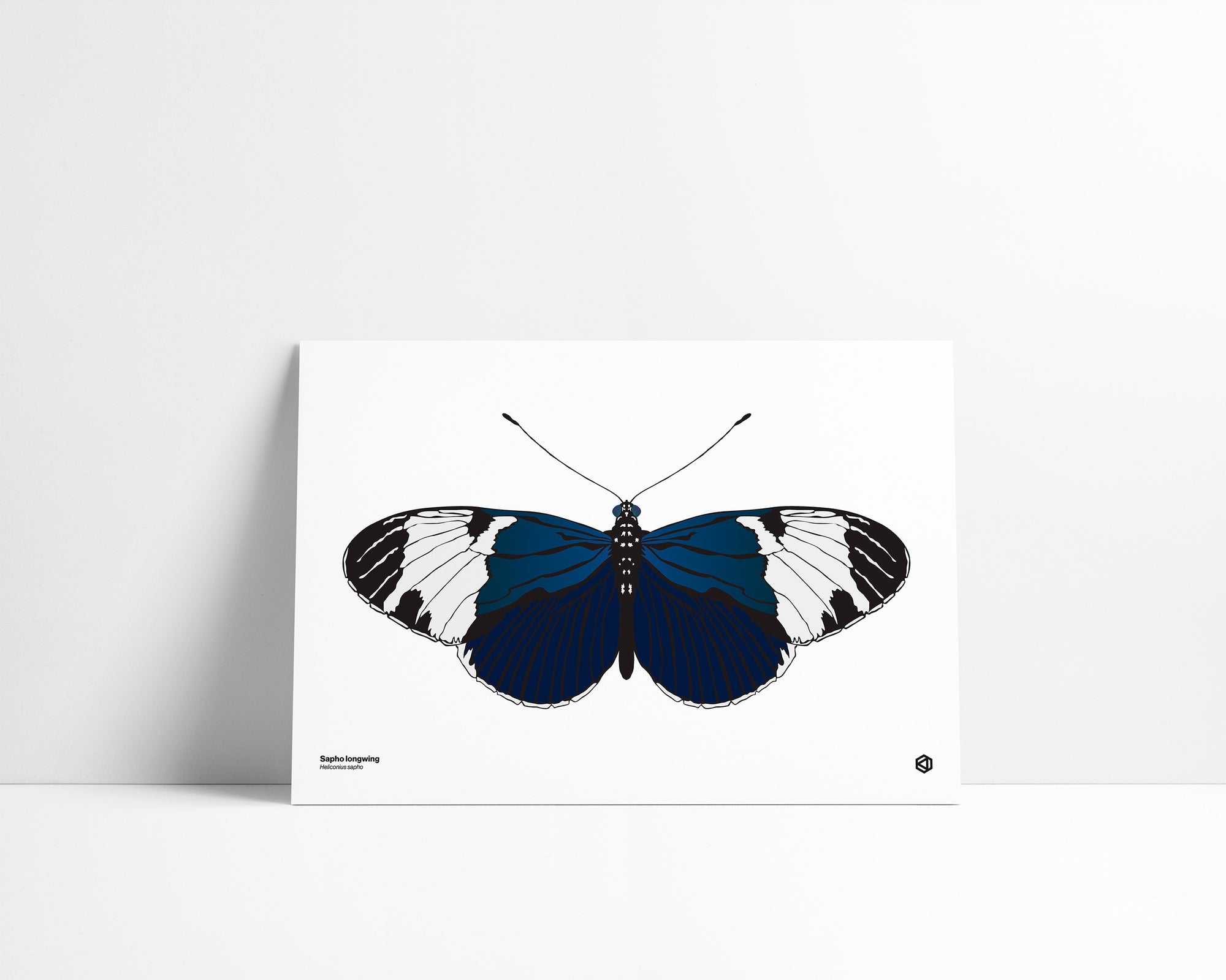 Butterfly – Sapho Longwing (Heliconius sapho) print – black butterfly with white wing bands from tropical Central and South America.
