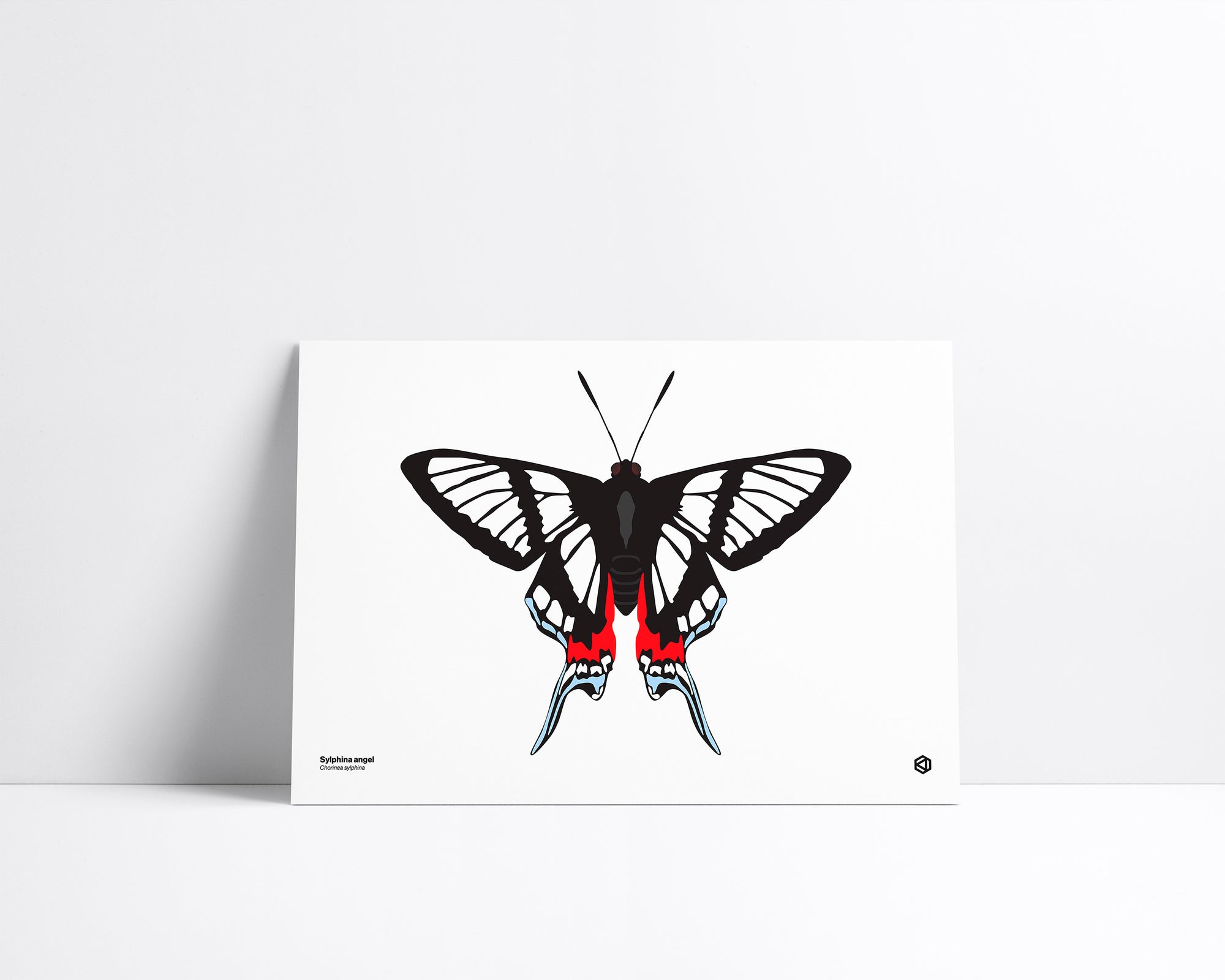 Butterfly – Sylphina Angel (Chorinea sylphina) print – transparent butterfly with iridescent blue and scarlet markings from the Andean cloud forests.