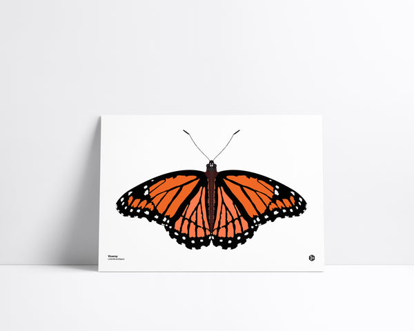 Butterfly - Viceroy (Limenitis archippus) - natural history illustration - Bugs series art print