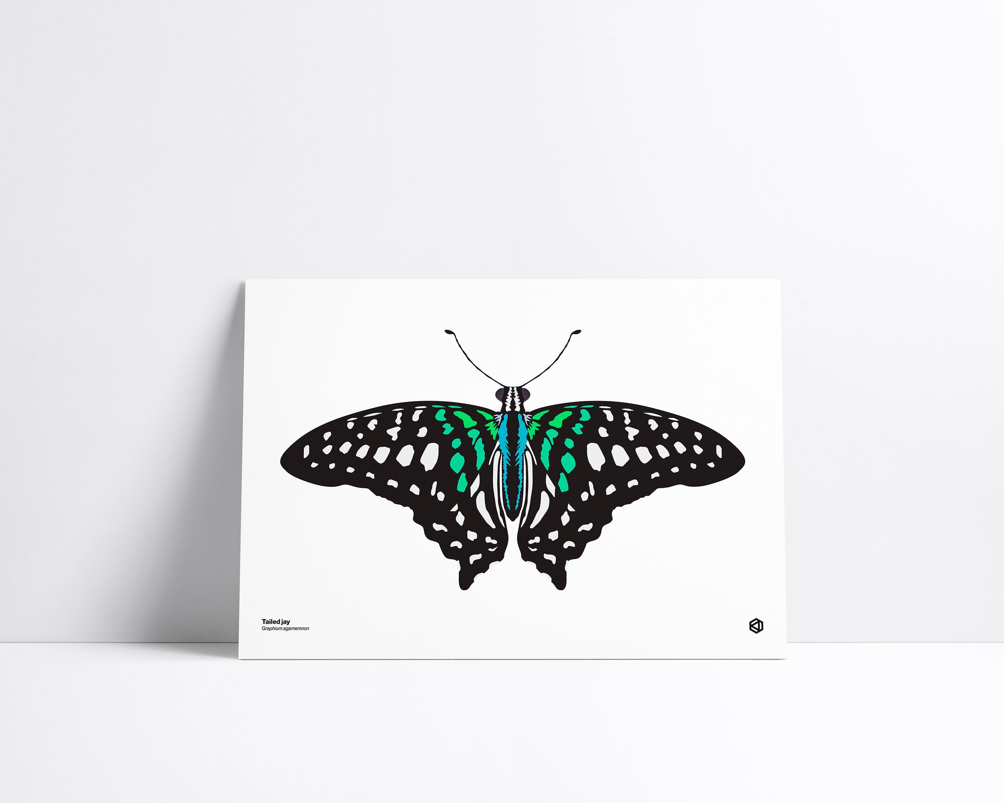 Butterfly – Tailed Jay (Graphium agamemnon) print – vivid green and black tropical butterfly native to Asia and northern Australia.